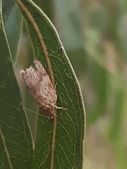 Oligoloba severa