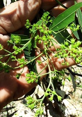 Angophora floribunda