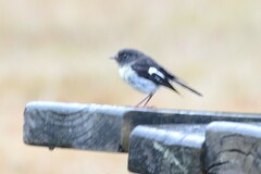 Petroica macrocephala macrocephala
