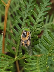 Scaptia auriflua