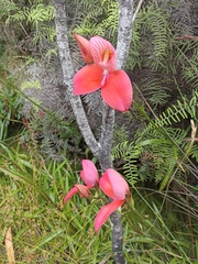 Disa uniflora