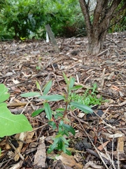 Leptospermum morrisonii