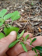 Leptospermum morrisonii