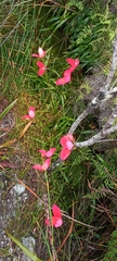 Disa uniflora