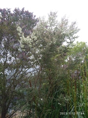 Leptospermum morrisonii