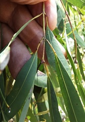 Angophora floribunda