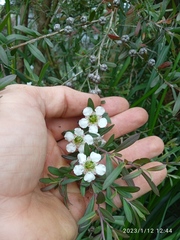 Leptospermum morrisonii