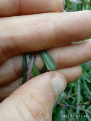 Leptospermum morrisonii