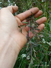 Leptospermum morrisonii