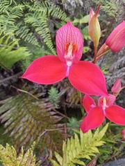 Disa uniflora
