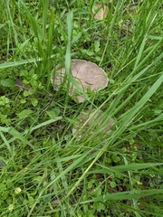 Clitocybe brunneocephala