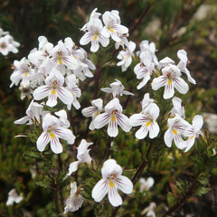 Euphrasia striata