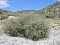 Prunus fasciculata