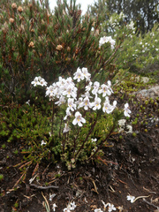 Euphrasia striata