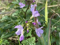 Cardamine quinquefolia