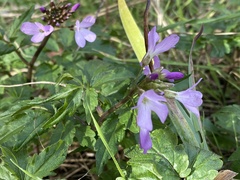 Cardamine quinquefolia