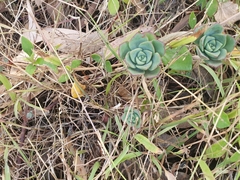 Aeonium haworthii