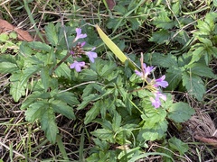 Cardamine quinquefolia