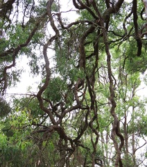 Angophora floribunda