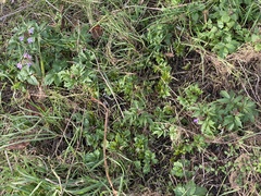Cardamine quinquefolia