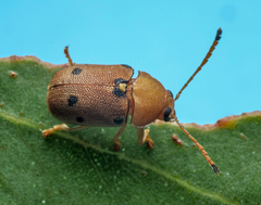 Cadmus excrementarius