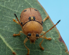 Cadmus excrementarius