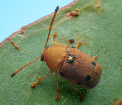 Cadmus excrementarius