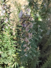 Salvia rosmarinus