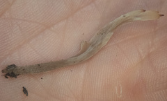 Clavulina castaneipes