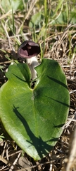 Arisarum simorrhinum
