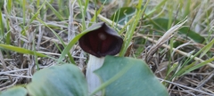 Arisarum simorrhinum