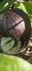 Arisarum simorrhinum