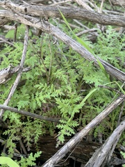 Eucrypta chrysanthemifolia
