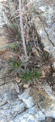 Petrosedum sediforme