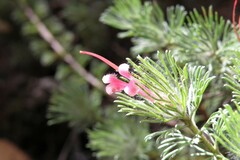 Adenanthos macropodianus