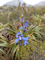 Disa graminifolia