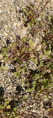 Cymbalaria muralis