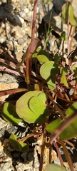 Cymbalaria muralis