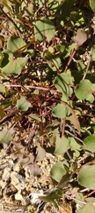 Cymbalaria muralis