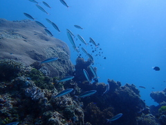 Pterocaesio trilineata