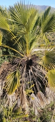 Chamaerops humilis