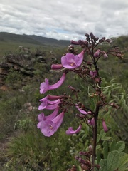 Jacaranda irwinii