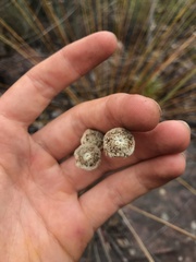 Eriocaulaceae