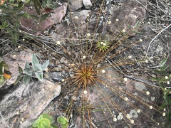 Eriocaulaceae