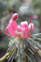 Adenanthos macropodianus