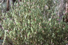 Adenanthos macropodianus