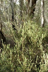 Adenanthos macropodianus