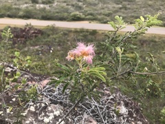 Calliandra sessilis