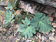 Thaumatophyllum saxicola