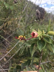 Pavonia luetzelburgii